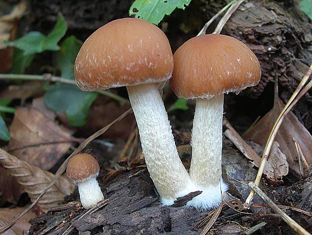 Psathyrella gossypina   (Bull.)   A. Pearson & Dennis